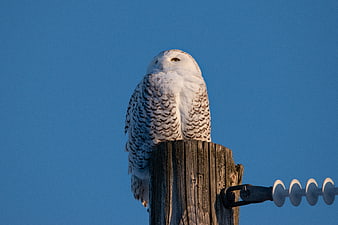 Snowy Owl Perched on Wooden Post Against Blue Sky