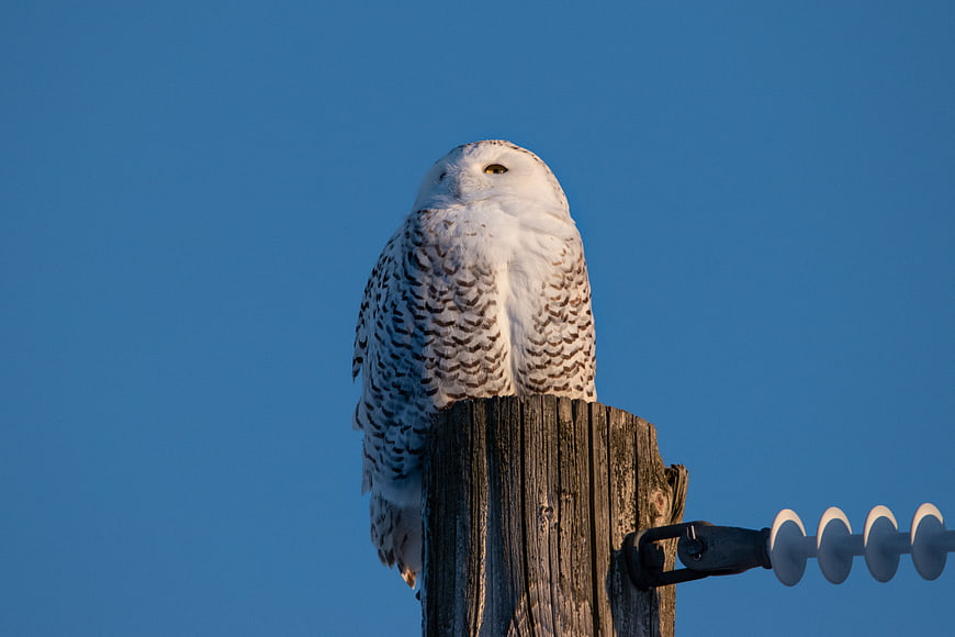 Snowy Owl Perched on Wooden Post Against Blue Sky