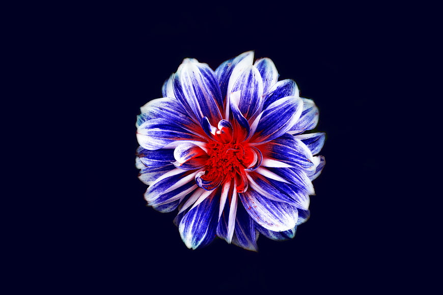 Blue and Red Dahlia Flower on Dark Background