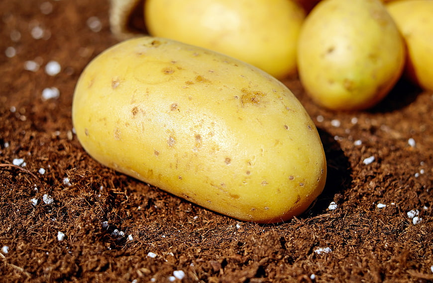 Fresh Yellow Potatoes on Rich Soil Background