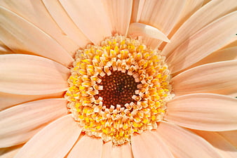 Macro close-up of a pale peach gerbera daisy with yellow center