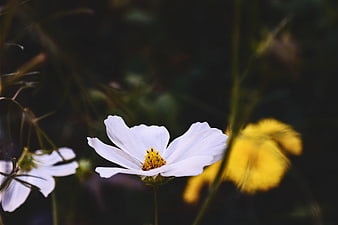 White Cosmos Flower Close-Up with Yellow Bokeh Background