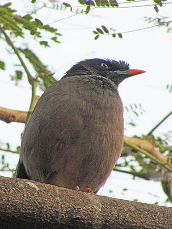 Red-billed Blue Magpie perched on tree branch