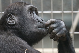 Close-up of a contemplative gorilla in a zoo enclosure