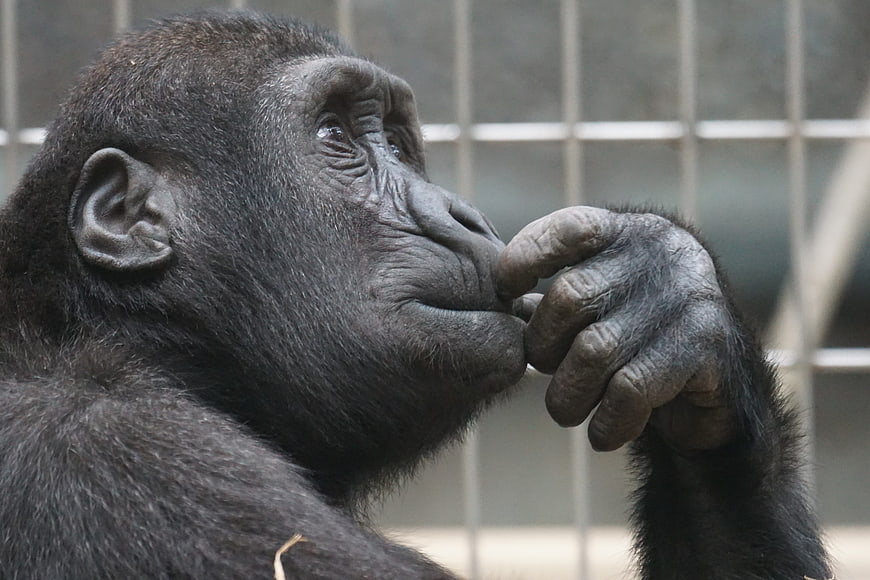 Close-up of a contemplative gorilla in a zoo enclosure