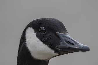 Close-up profile of a Canada goose head