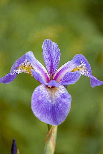 Close-up of a purple iris flower with green background