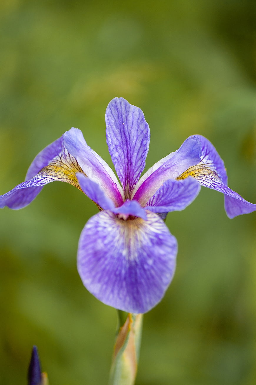 Close-up of a purple iris flower with green background