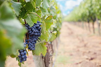 Close-up of ripe purple wine grapes in a vineyard