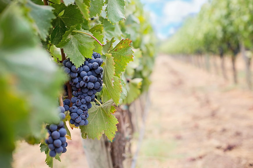 Close-up of ripe purple wine grapes in a vineyard