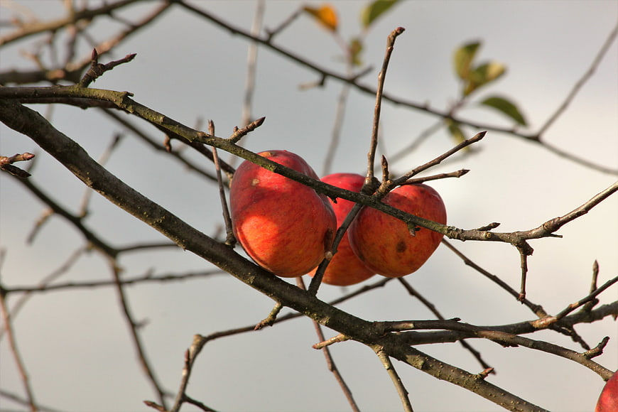 Red Apples Hanging on Bare Tree Branches in Autumn