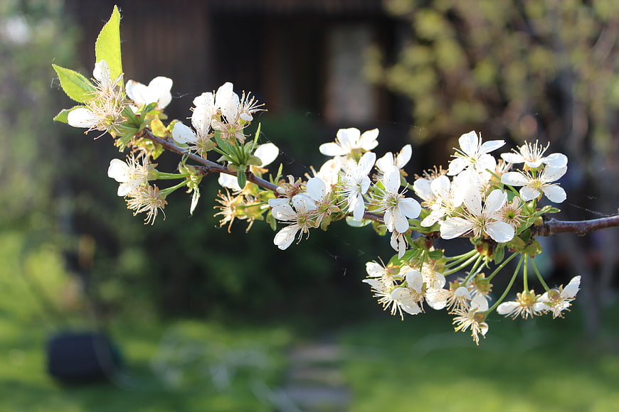 White cherry blossoms on a branch in spring sunlight