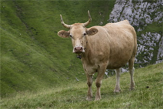 Brown Cow with Horns Standing on Green Alpine Pasture