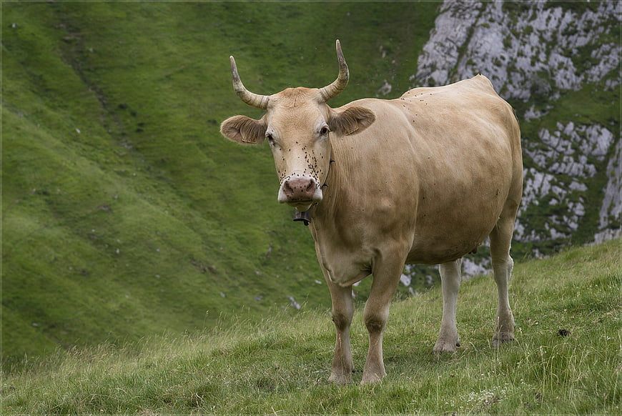 Brown Cow with Horns Standing on Green Alpine Pasture