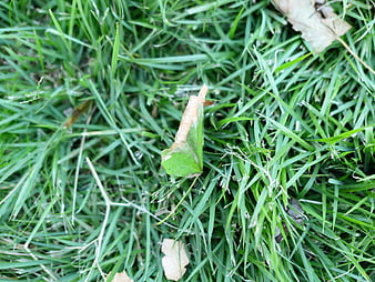 Close-up of green grass with fallen leaf texture