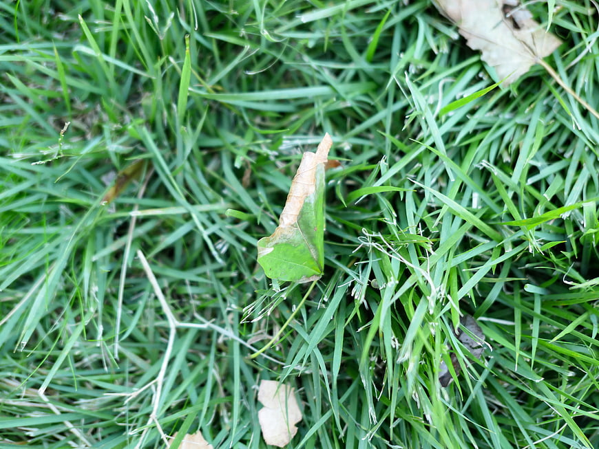 Close-up of green grass with fallen leaf texture