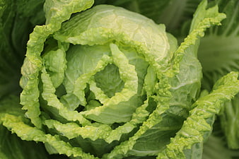 Close-up of fresh Chinese cabbage with dew drops