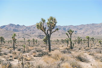 Joshua Tree Desert Landscape with Mountains and Blue Sky