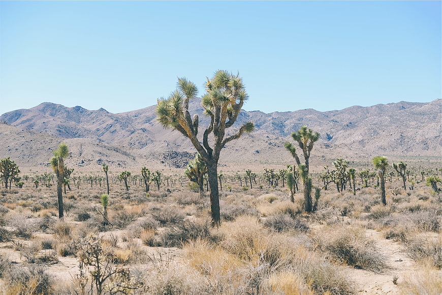 Joshua Tree Desert Landscape with Mountains and Blue Sky