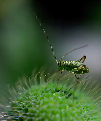 Macro photography of a green katydid on a thistle