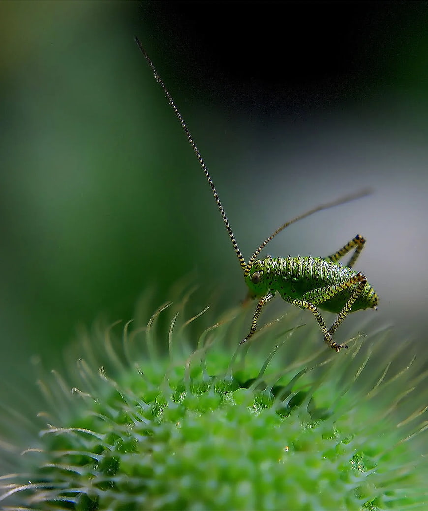 Macro photography of a green katydid on a thistle