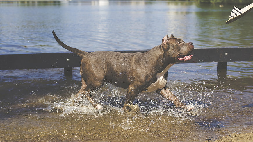 Brown Pitbull Running in Shallow Water with Shoe