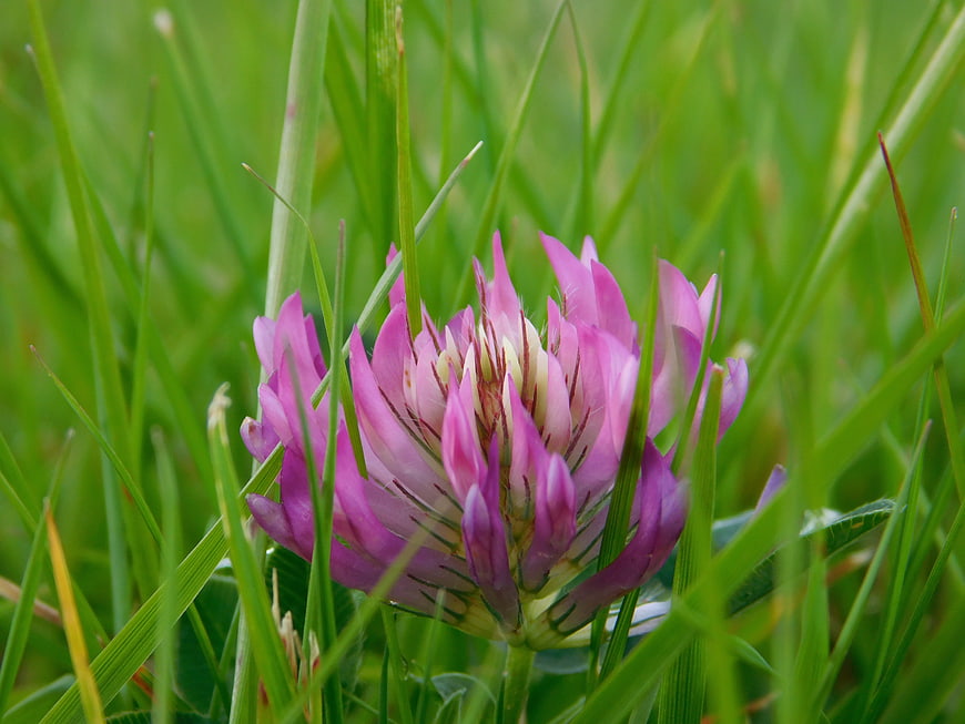 Close-up of pink clover flower in green grass