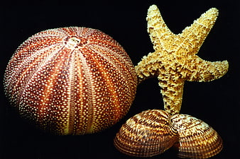 Sea Urchin, Starfish, and Clam Shells on Black Background