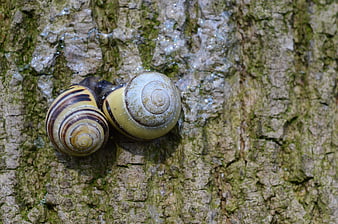 Two snails on mossy tree bark close-up