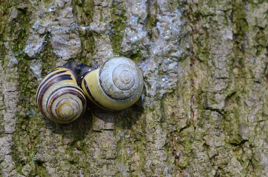 Two snails on mossy tree bark close-up