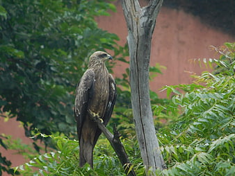 Brown eagle perched on a tree branch in a forest