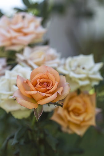 Close-up of Peach Rose with Blurred Background
