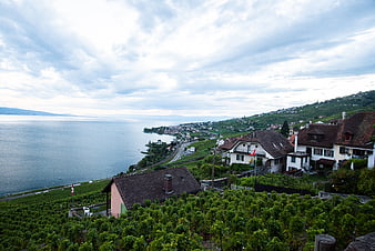 Scenic Swiss Vineyard Landscape Overlooking Lake and Village
