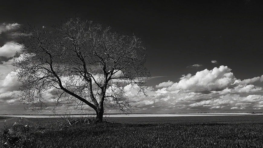 Solitary leafless tree in black and white landscape