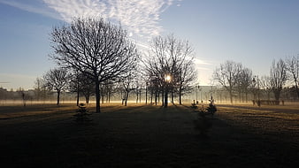 Sunrise Through Bare Trees in Misty Park