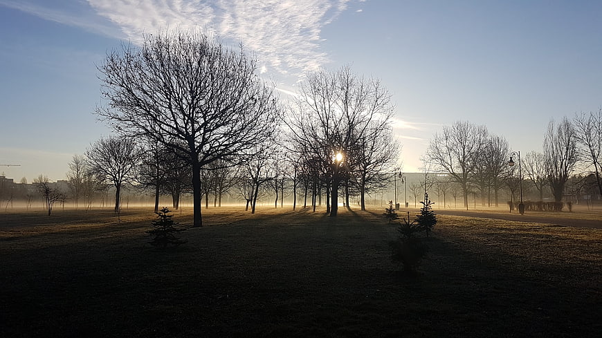 Sunrise Through Bare Trees in Misty Park