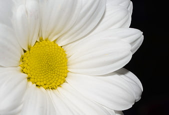 Close-up of white daisy flower with yellow center on black background