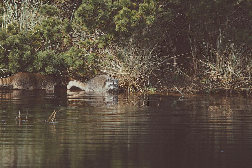 Two Raccoons Wading in River Water