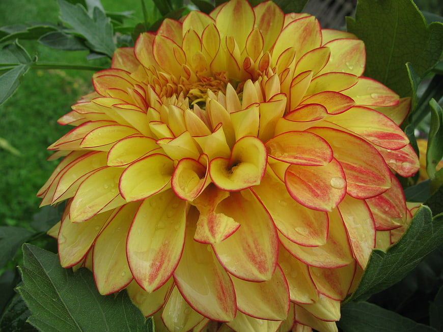 Close-up of yellow and red dahlia flower with water droplets