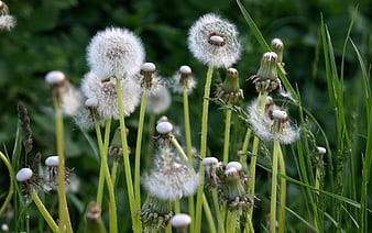 Close-up of Dandelion Seed Heads in Green Meadow