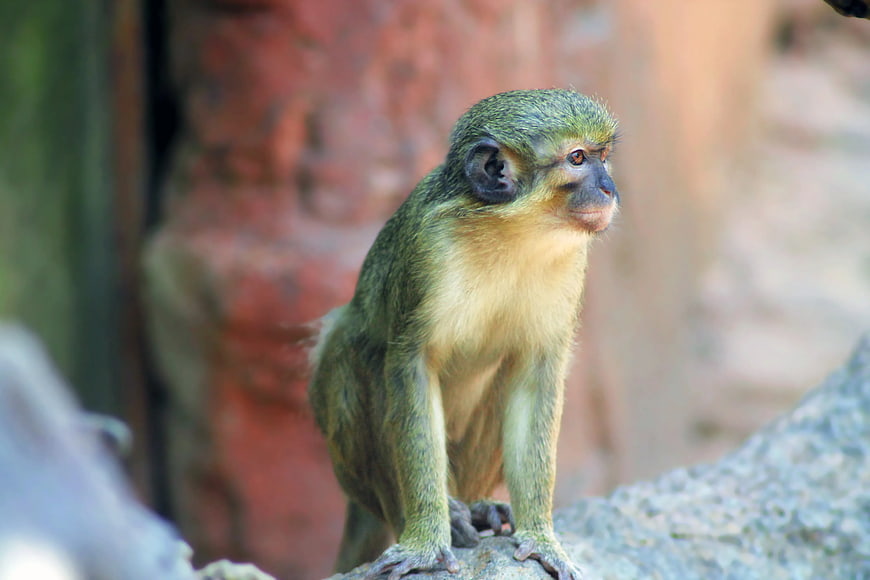 Common Squirrel Monkey Sitting on Rock in Natural Habitat