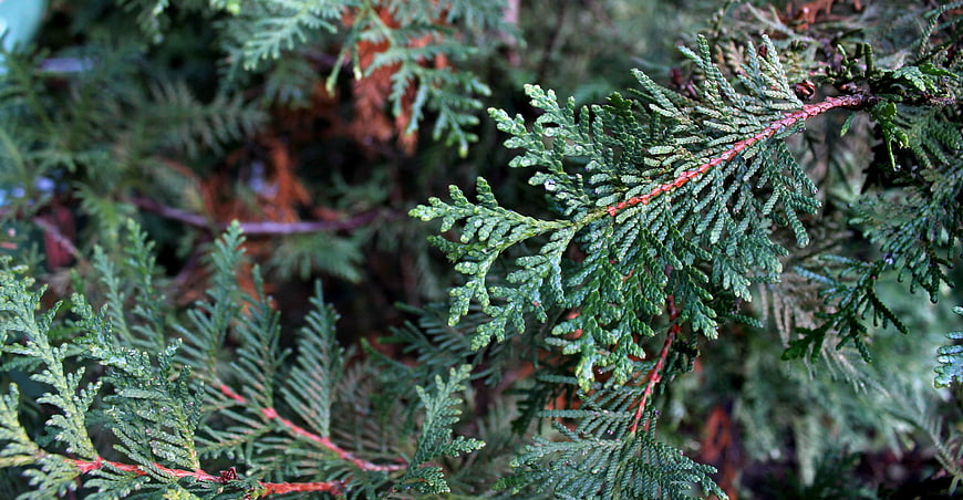 Close-up of green cedar branch with detailed foliage texture
