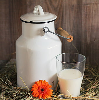 Vintage Milk Can with Glass of Milk and Orange Gerbera