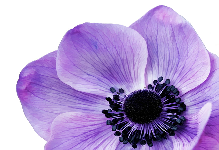 Close-up of Purple Anemone Flower on White Background