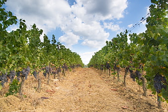 Rows of ripe grapes in a sunny vineyard