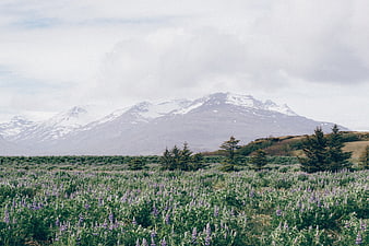 Purple Lupine Field with Snow-Capped Mountain Background