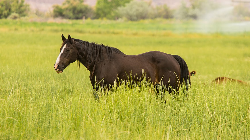 Brown Horse Standing in Lush Green Pasture