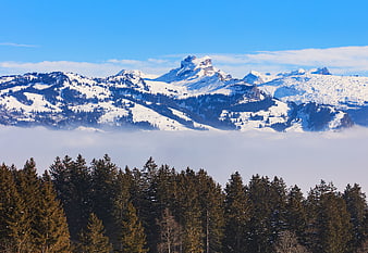 Snowy Swiss Alps Peaks Above Sea of Fog and Pine Forest