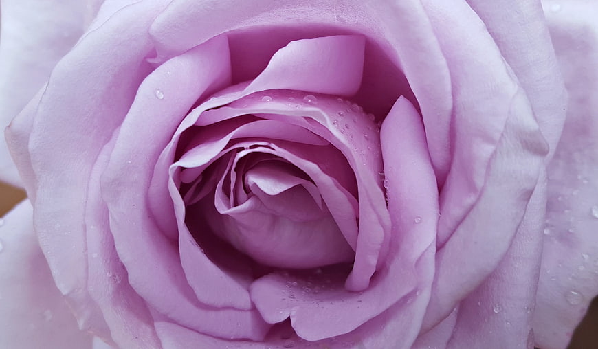 Close-up of a purple rose with water droplets on petals