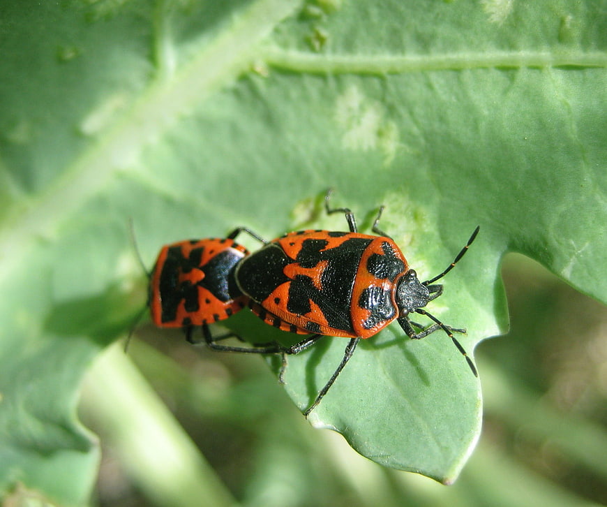 Close-up of two red and black firebugs mating on a green leaf